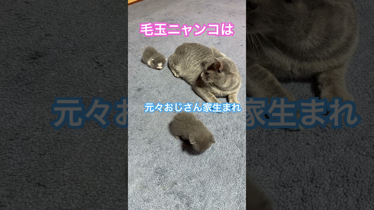 ネコと子ネコとおじさん 毛玉ニャンコファミリー家ネコ化計画中〜毛玉ニャンコのコレまでを簡単に振り返りましたぁ #shorts #cat #kitty #毛玉ニャンコファミリー #猫のいる暮らし