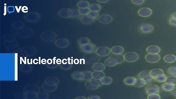 Nucleofection for Efficient Transfection of Human THP-1 Macrophages | Protocol Preview