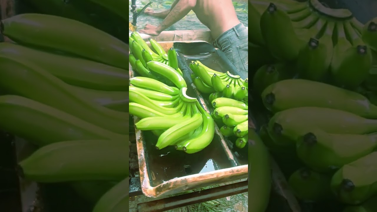 Weighing bananas before packing for export.