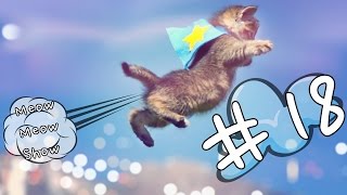 Animals Being Jerks | Meow Meow Show #18