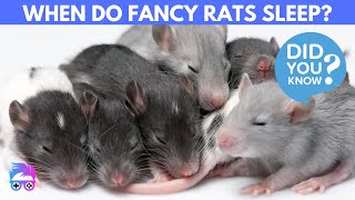 Fancy Rats: When Do They Sleep?