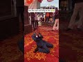 Dulhe ka viral dance #viral #ytshorts #trending #funny #viralvideo #shortsfeed #comedy#dulhadance