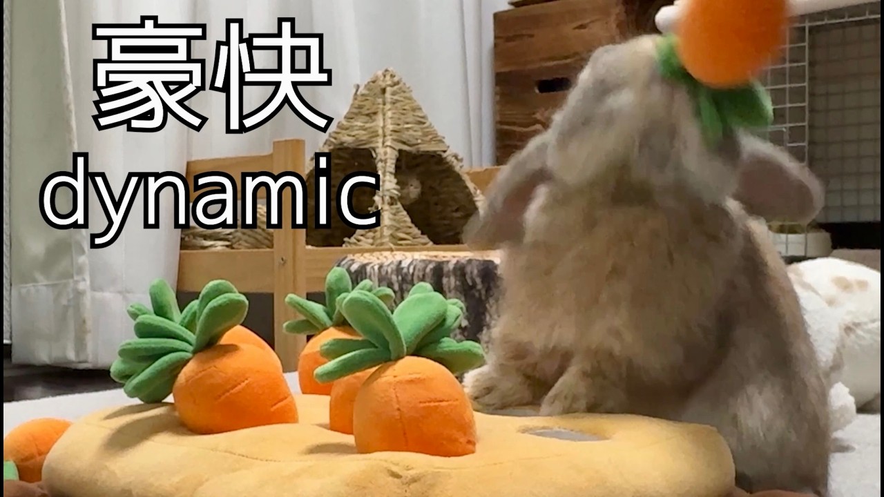 にんじん収穫が上手になったうさぎさんを見てあげて【ホーランドロップ】