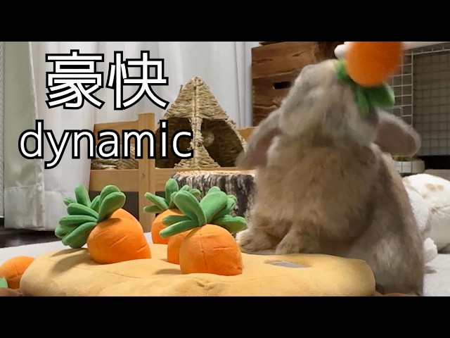 Watch this rabbit get better at harvesting carrots [Holland Lop