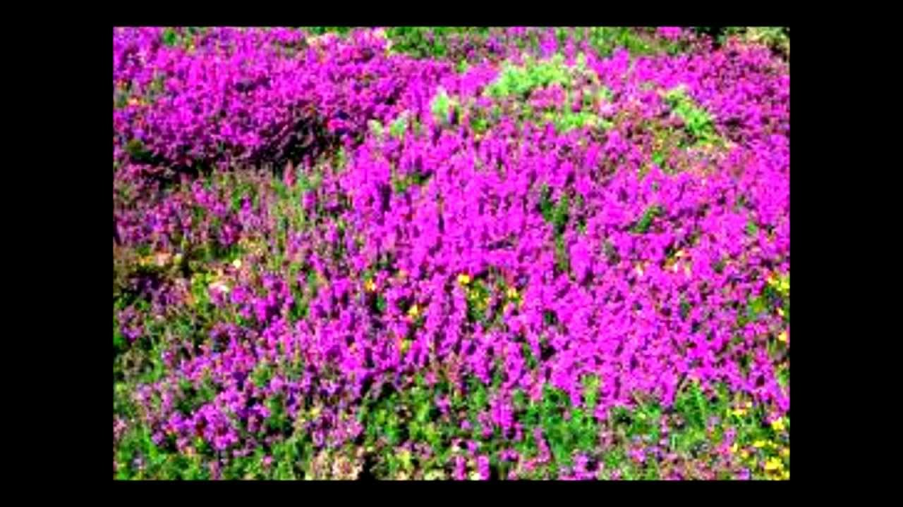 camera iphone 8 plus apk Wild Mountain Thyme - James Taylor Live