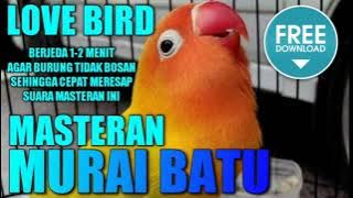 MASTER MURAI BATU 🔴 suara BURUNG LOVE BIRD berjeda 1-2 menit