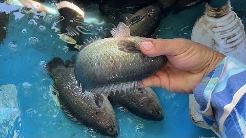 Câu cá rô đồng, nước ròng đi nhấp ụ cá rô thì quá đã | miền quê Tiền Giang