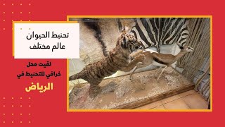 اول مره اشوف حيوانات محنطه باحترافيه عالية  🐻  🦁  🐯 🐍  🦌  🐅 في الرياض