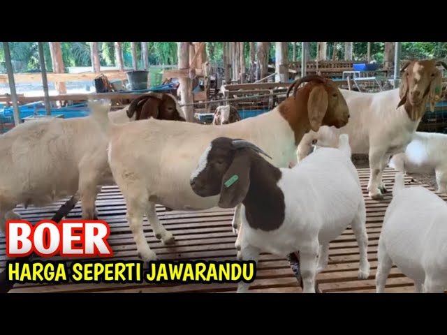 PADA AKHIRNYA KAMBING BOER JADI MURAH class=