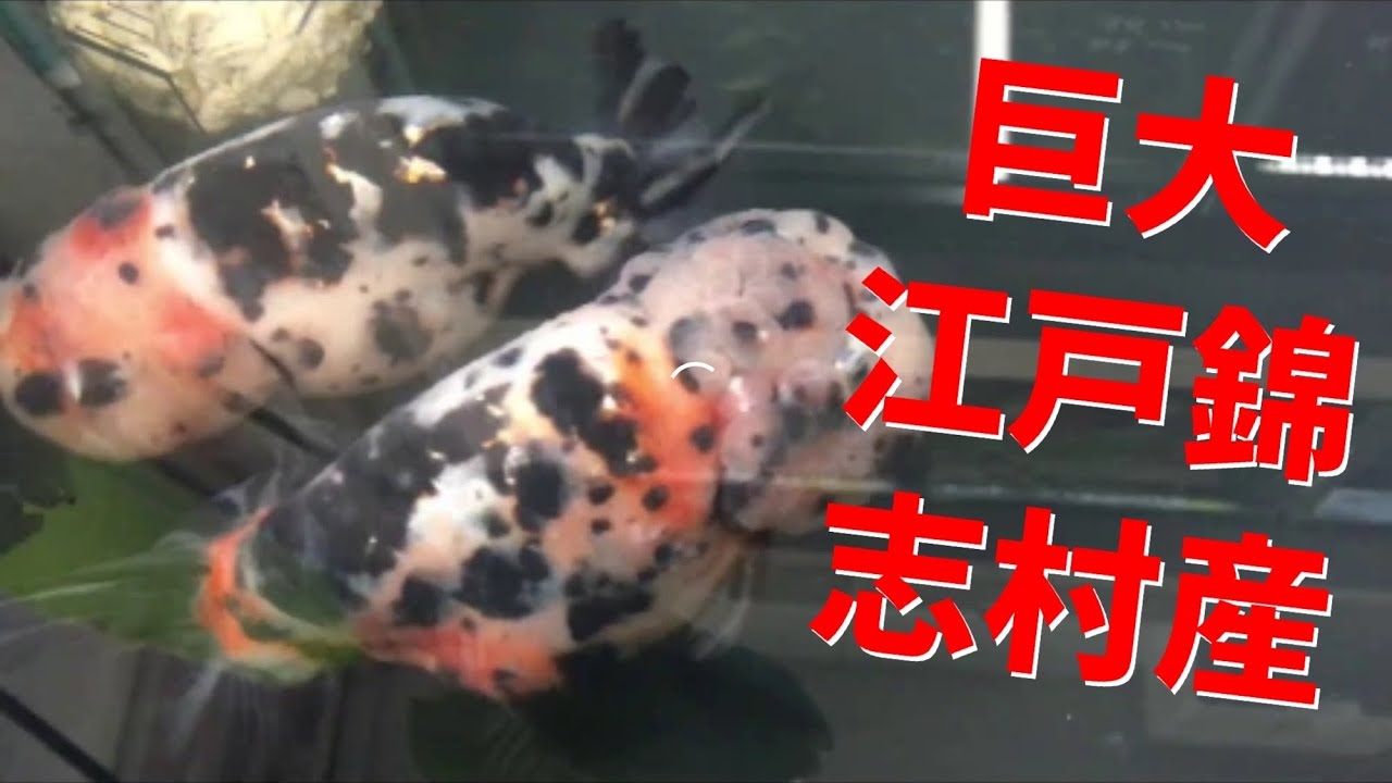巨大金魚 江戸錦 志村産 超特大 Goldfish Youtube