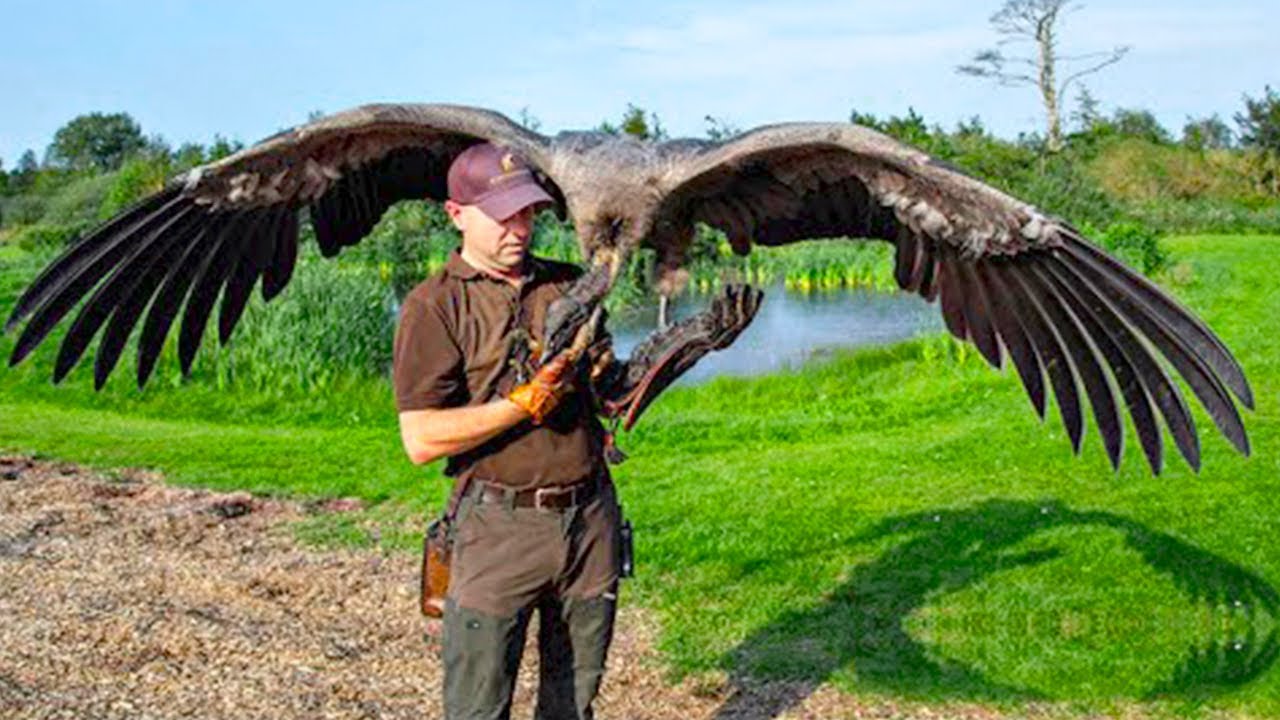 Massive Avian Marvels: Meet the World's Top Largest Birds - Sporting ABC