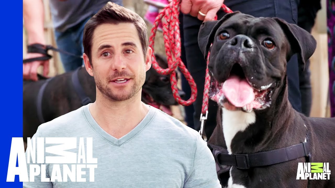 clips for crocs Would You Even Know If Your Dog Was Overweight? | My Big Fat Pet Makeover