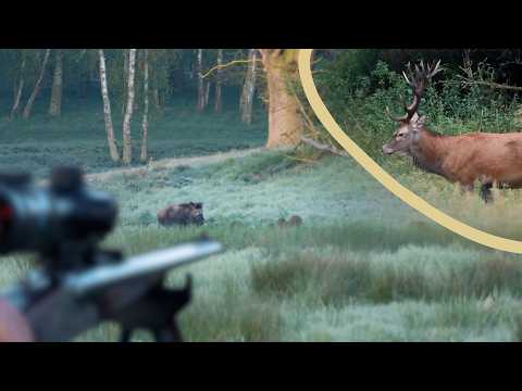 Up Close with Wild Boar & Stags 🐗🦌 - jagenNRW story #28
