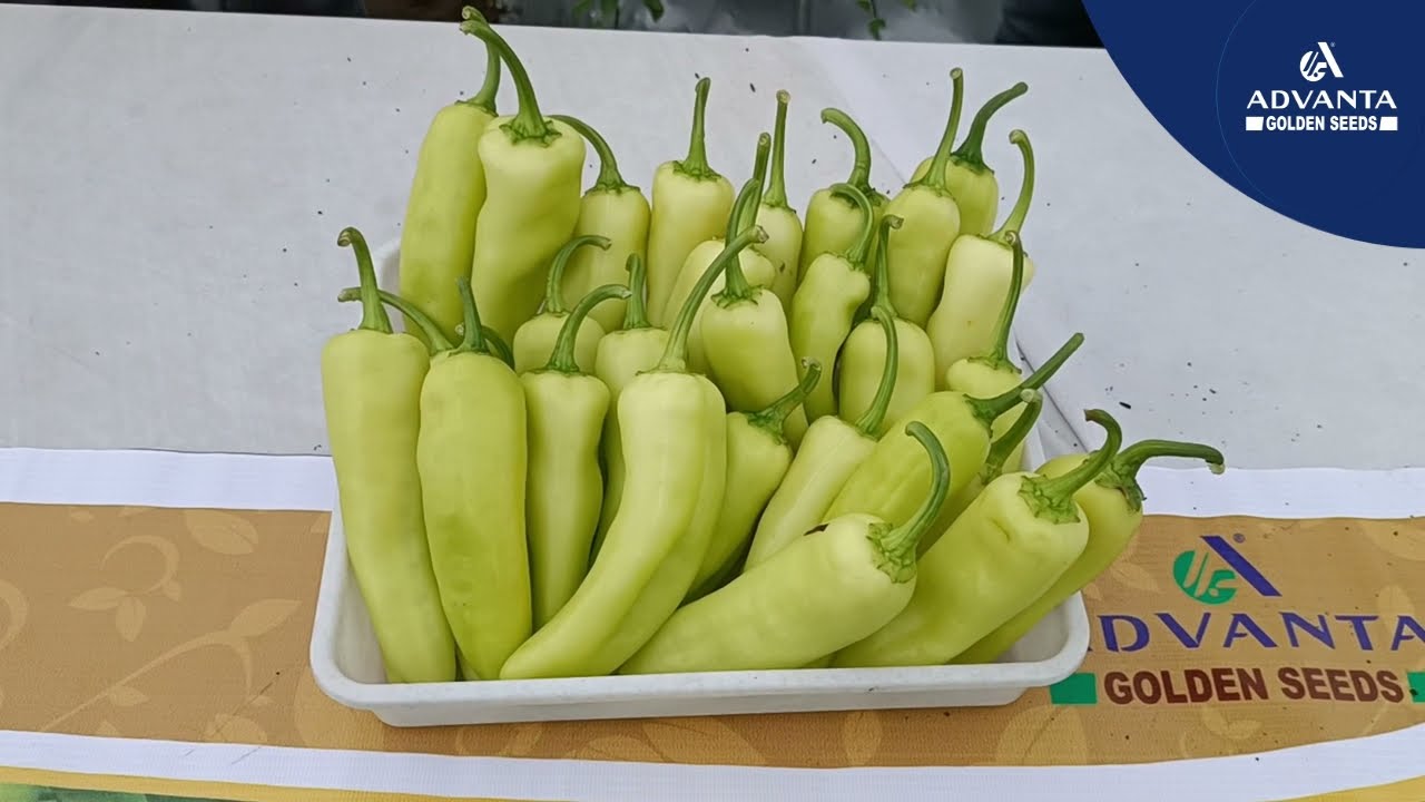 Farmer Testimonial - Hybrid Chilli Natasha