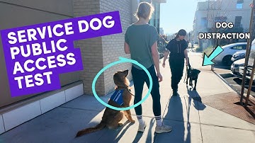 Service Dog Public Access Test