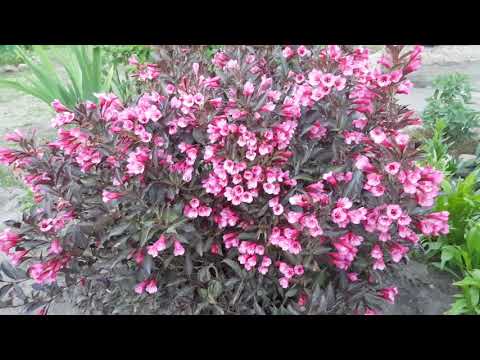 Video: Weigela Hibridas