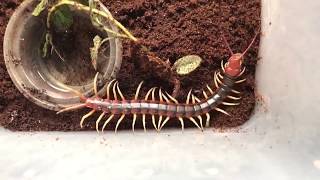 Unboxing the Devil | World's largest Centipede
