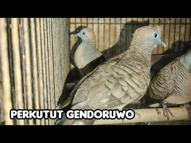 ADA PERKUTUT GENDORUWO  SAMPAI BIKIN HEBOH class=