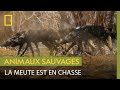 La redoutable endurance des chiens sauvages