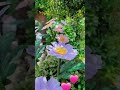 Solar Landscape Lights – Beautiful Solar Flowers for Stunning Home Decor 🌸✨#decorlighting #foryou