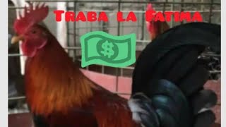 La Base Genética De Traba La Fatima. El Famoso Colao 26 X 115 Fea.