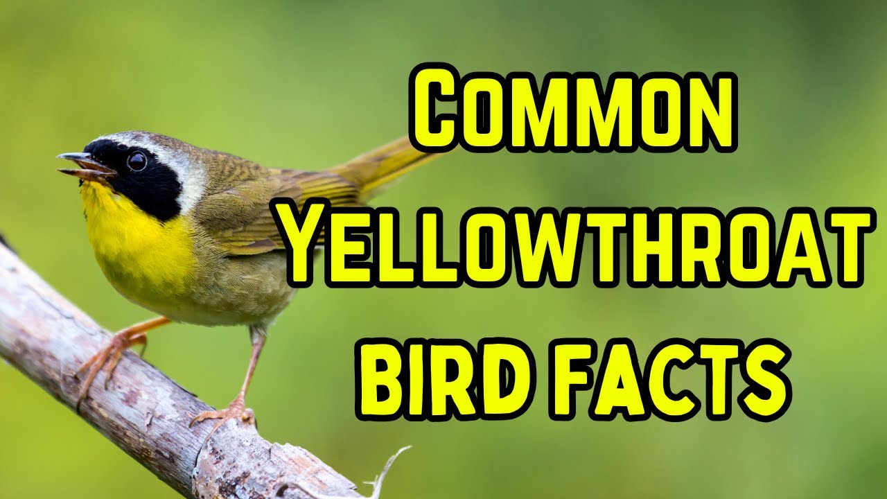 The Common Yellowthroat full documentary, ID, food , how to ID, habitat, nesting, behavior