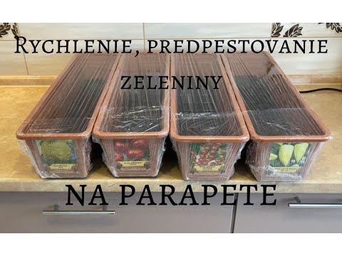 Video: Pestovanie Sadeníc Zeleru A Petržlenu