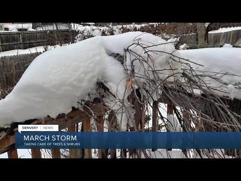 Wideo: Pielęgnacja roślin po burzy lodowej - dowiedz się, jak lodem uszkadza drzewa i krzewy