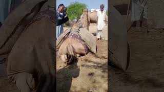 "Amazing Desert Scene! Carrying Water on Camel’s Back to Beat the Heat 🔥🐪