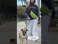 paws pet for life