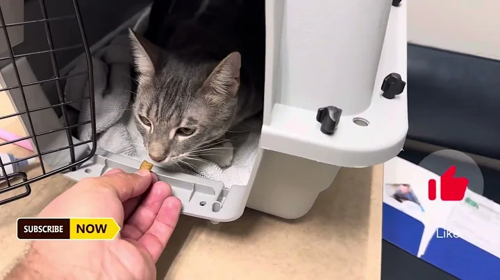 Our lovely Cat VCA visit