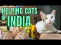 India has millions of street animals heres how cat lovers in mumbai are helping