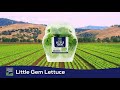 Cooking with Chef Ken: Little Gem Lettuce for Retail