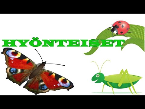Video: Miksi perhoset luokitellaan hyönteisiksi?