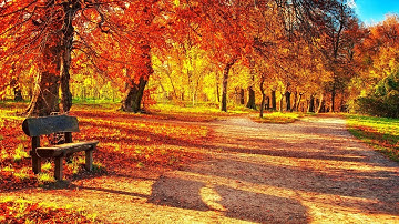 고엽(Autumn Leaves) :1 이브 몽땅(Yves Montand) ,  2 Roger Williams, 3 Andy Williams, 4 Richard Clayderman