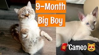 9 Month Big Boy Update | Feat. 4 Month Kitten LaiFu by Goudan Adventures 1,010 views 2 years ago 4 minutes, 14 seconds