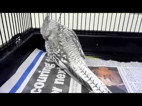 Cockatiel Sick with Psittacosis