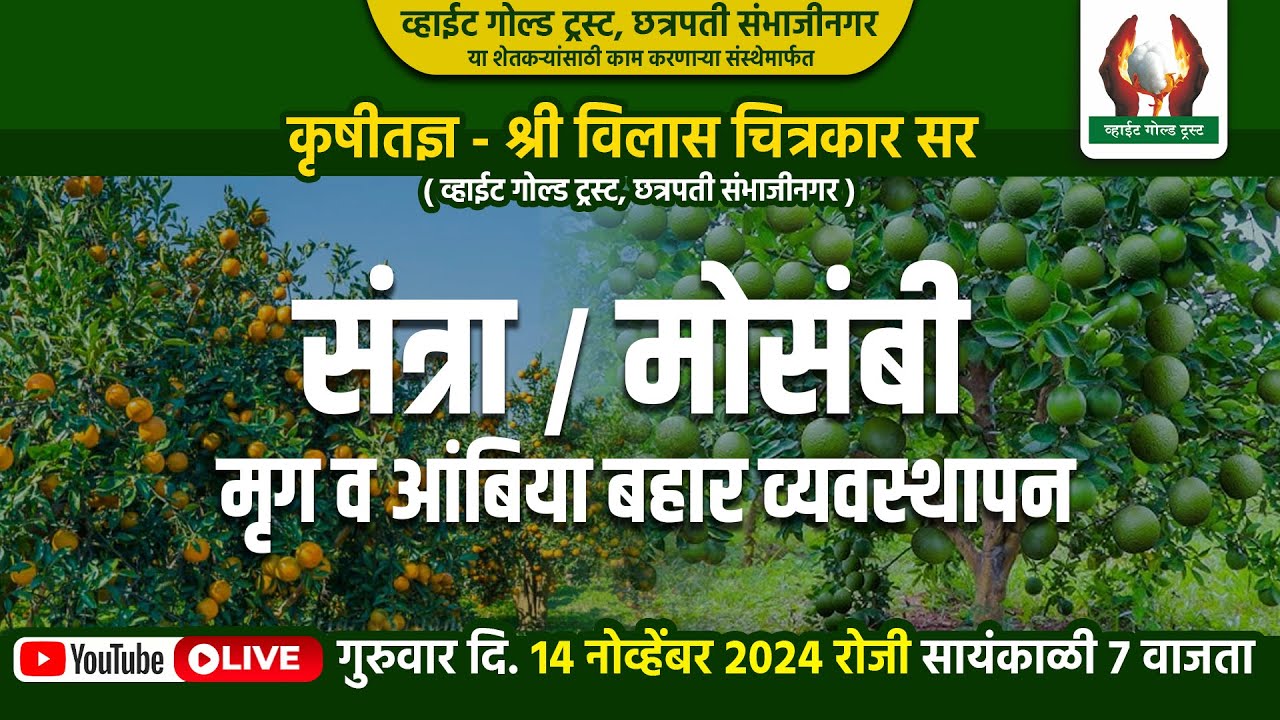 संत्रा / मोसंबी मृग बहार व्यवस्थापन व आंबिया बहार नियोजन