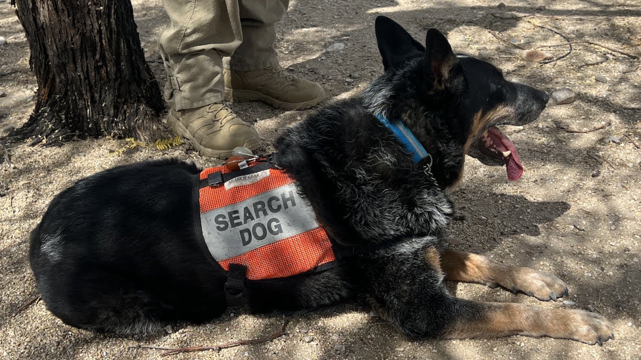 Southwest Rescue Dogs Helps Pima County Sheriff's Department Train Dogs