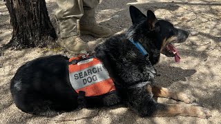 Southwest Rescue Dogs Helps Pima County Sheriff s Department Train Dogs