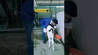 Veterinary Student's life || watch at the end ? || Animal lover  #shorts #shortsfeed #vetlife