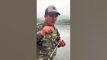 Câu chuối sộp tại Vĩnh Phúc #Shorts