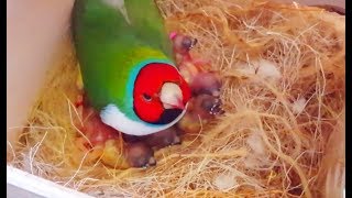 Gouldian finches Breeding ( Best Collective Video )#2 - Birds Likers