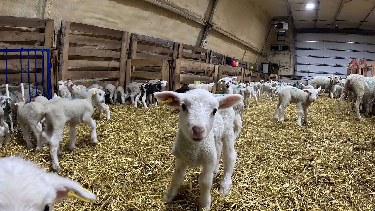 Willy the Lamb! Prepping for the NEXT wave...