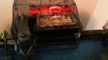 Fluval c2 filter review