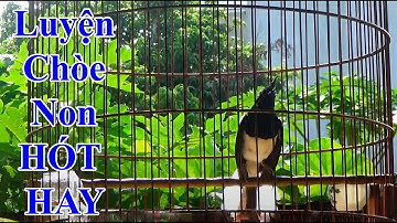 Chòe than HÓT HAY || LUYỆN CHIM NON HỌC GIỌNG || KÍCH CHÒE THAN HÓT SÁNG