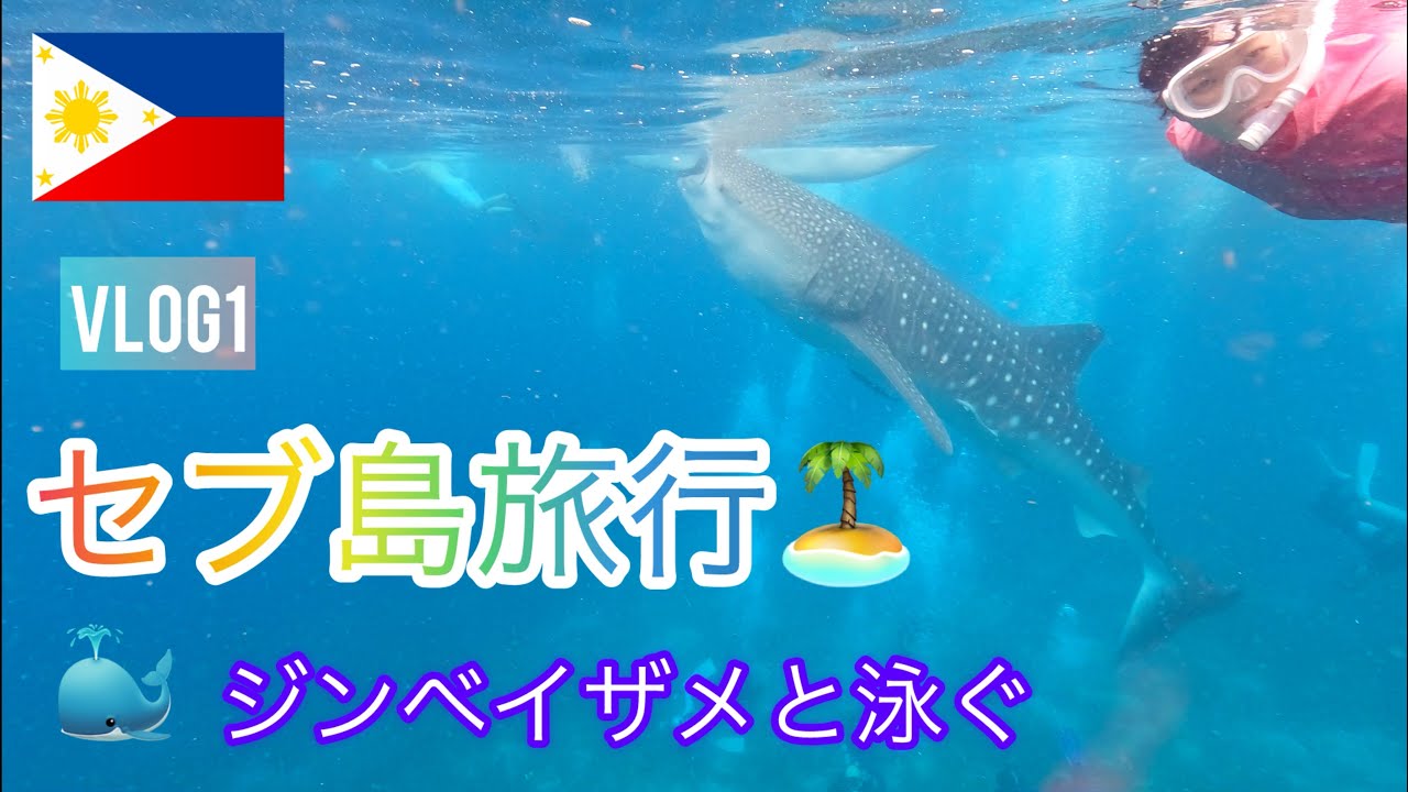 セブ島旅行🇵🇭「オスロブでジンベイザメ🐳と泳ぐ」CEBU Vlog１