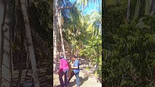 Harvesting Durian from the tall tree #durian #delicious #yummy #nature