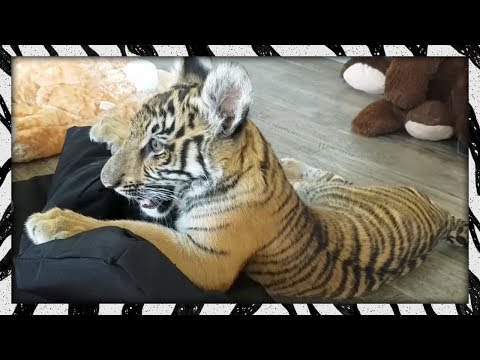 baby-tiger-vs.-dog-beds!