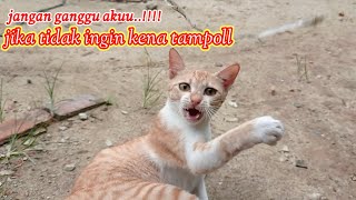 kucing lucu Kucing oyen yang sangat barbar sekali || tampolan maut kucing oyen by CAT FAMILY 2,598 views 5 months ago 2 minutes, 31 seconds